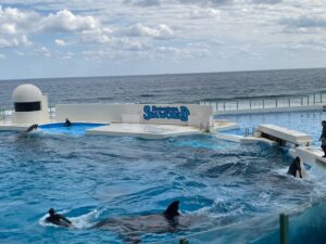 日本唯一シャチが3頭いる水族館　鴨川シーワールド